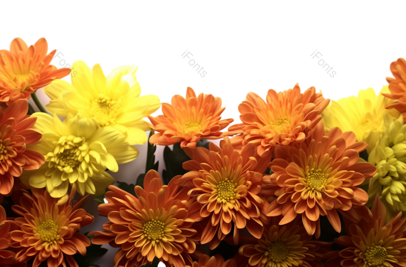 叶子图片,菊花元素,雏菊PNG,植物免抠素材